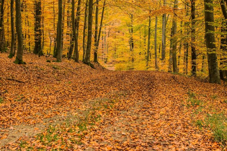 Free stock image of Deciduous Forest created by Pixabay