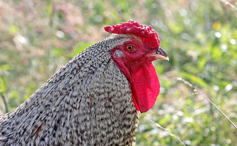 Free stock image of Hahn in the Farm created by Pixabay