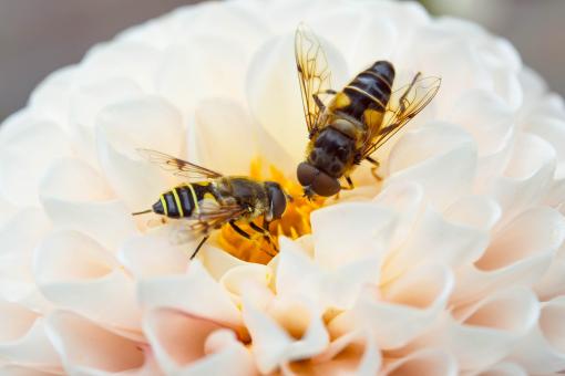 Fly in the Garden - Free Stock Photo