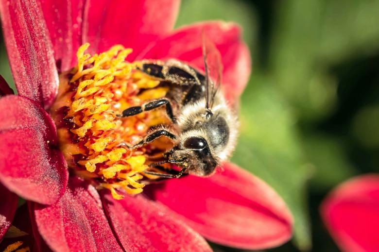Free stock image of Fly in the Garden created by Pixabay