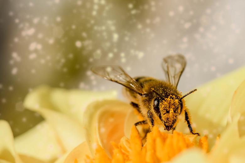 Free stock image of Fly on the Flower created by Pixabay