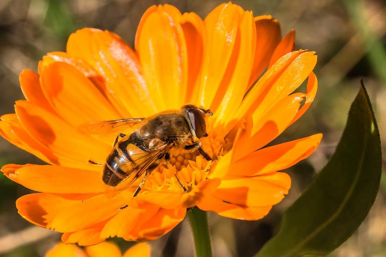 Free stock image of Fly on the Flower created by Pixabay