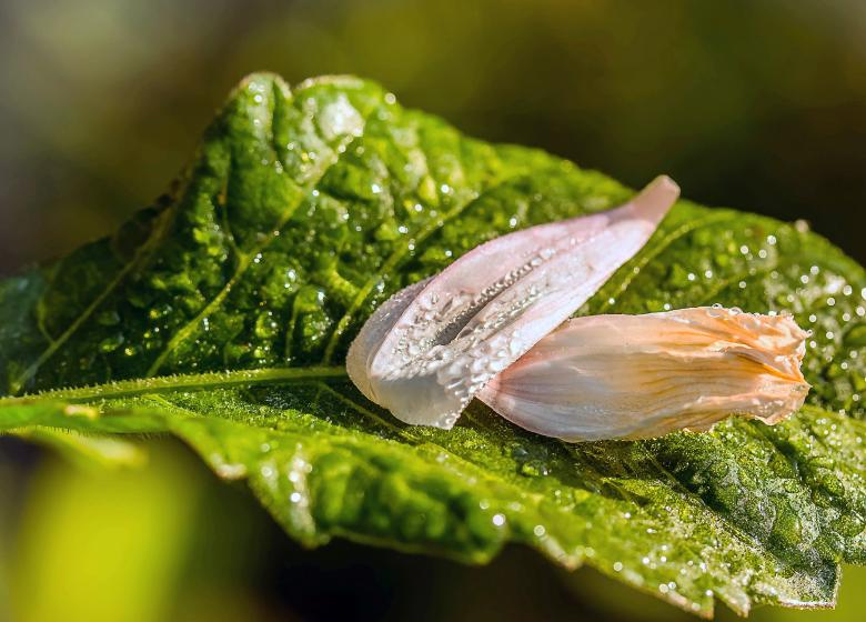 Free stock image of Petals on the Leaf created by Pixabay