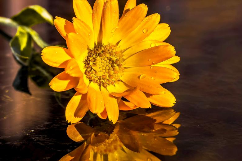Free stock image of Blooming Marigold created by Pixabay