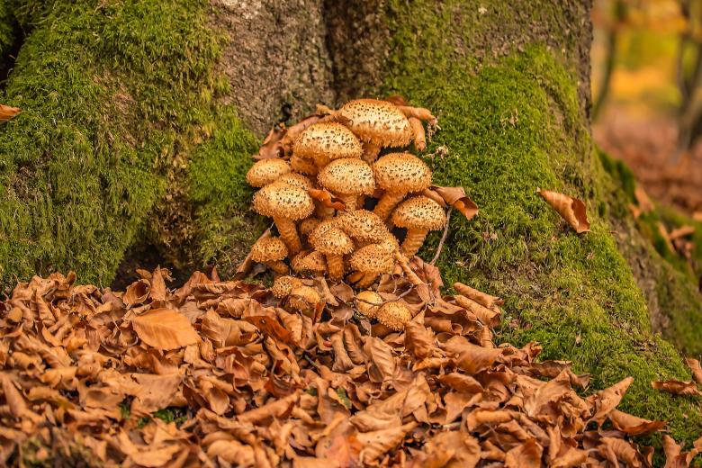Free stock image of Wild Mushrooms created by Pixabay