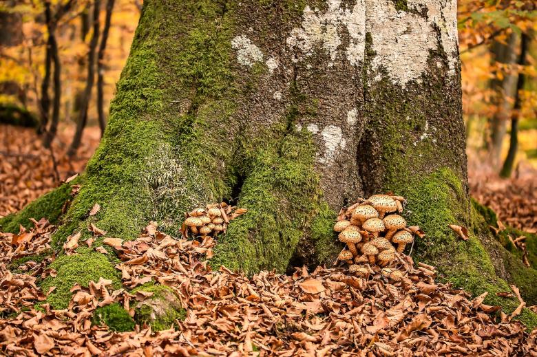 Free stock image of Wild Mushrooms created by Pixabay