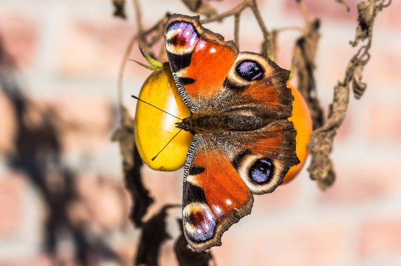 Free stock image of Peacock Butterfly created by Pixabay