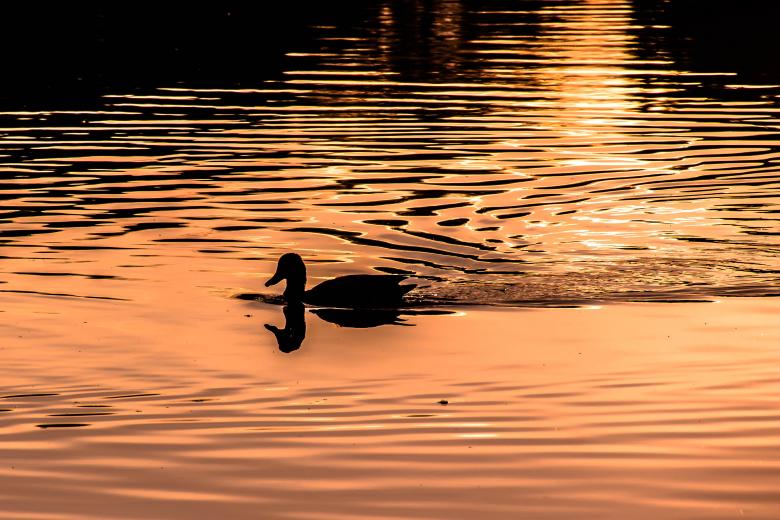 Free stock image of Duck in the Lake created by Pixabay