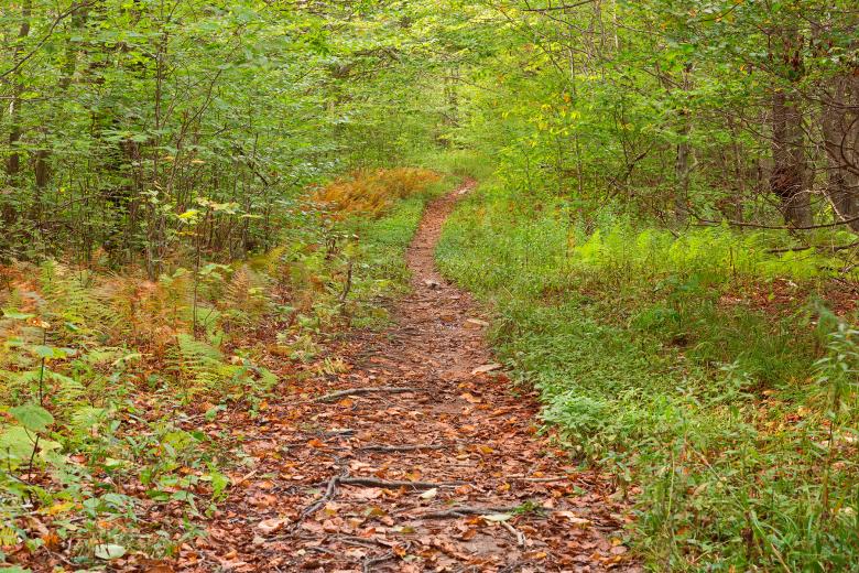 Free stock image of Dolly Sods Wildlife Forest Trail created by Nicolas Raymond