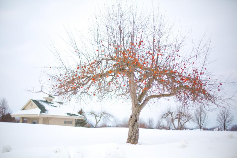 Free stock image of Apple Tree created by Pixabay