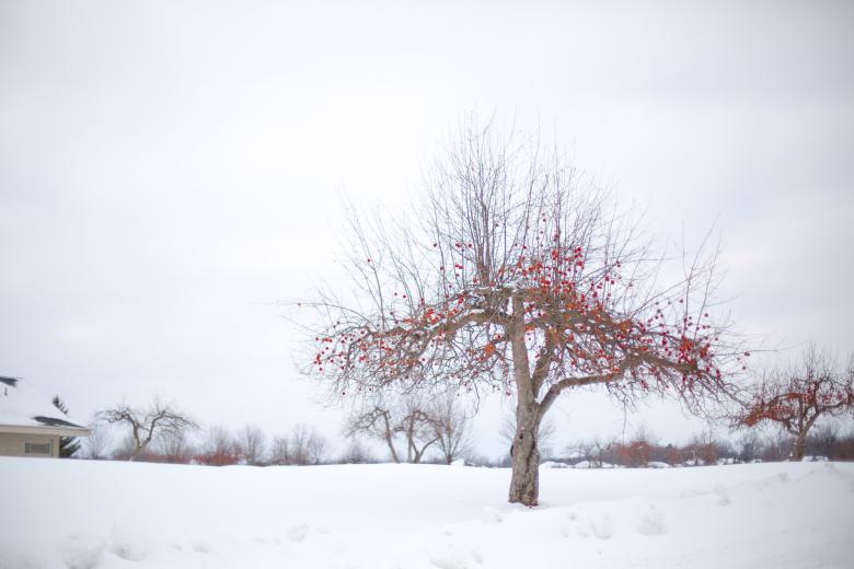 Free stock image of Apple Tree created by Pixabay