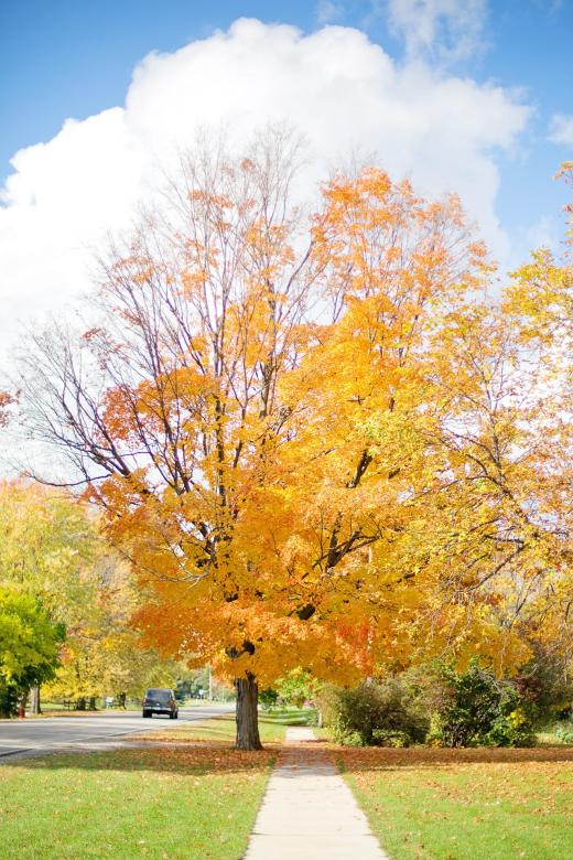 Free stock image of Fall Season created by Pixabay