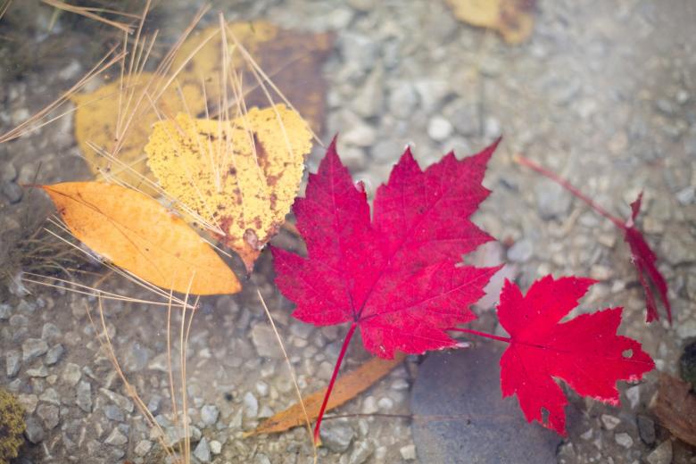 Free stock image of Fall Leaves created by Pixabay
