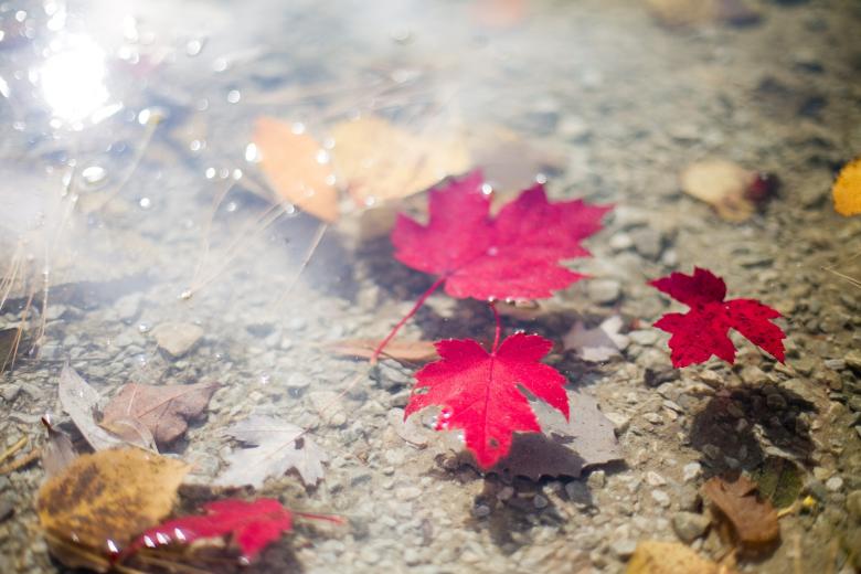 Free stock image of Floating Leaves created by Pixabay