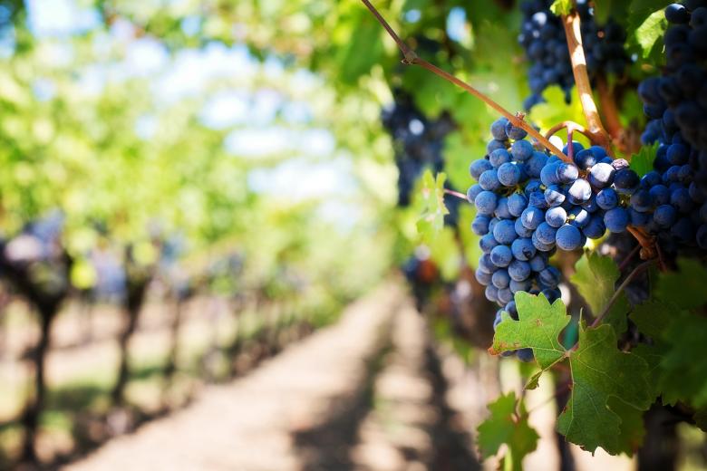 Free stock image of Purple Grapes created by Pixabay