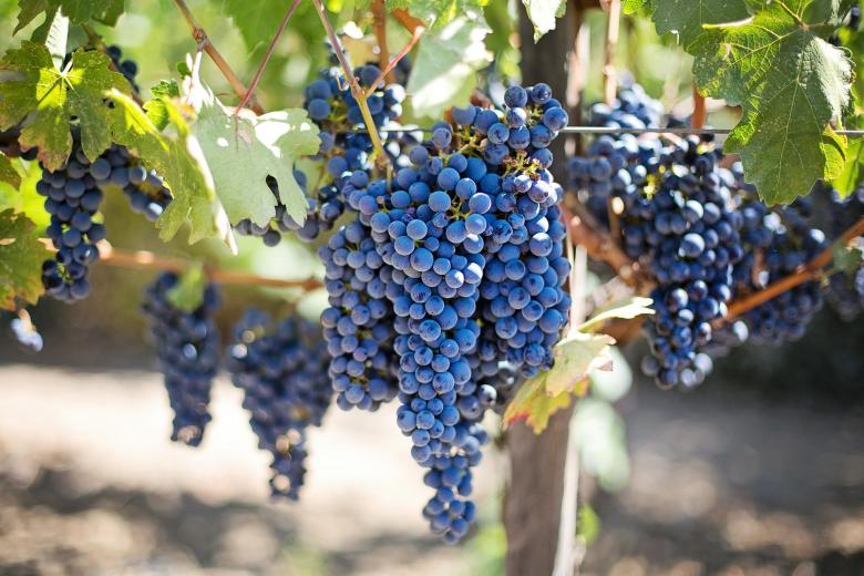 Free stock image of Purple Grapes created by Pixabay