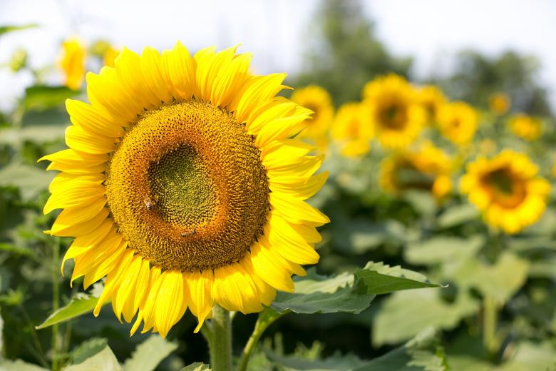 Free stock image of Sunflower Field created by Pixabay