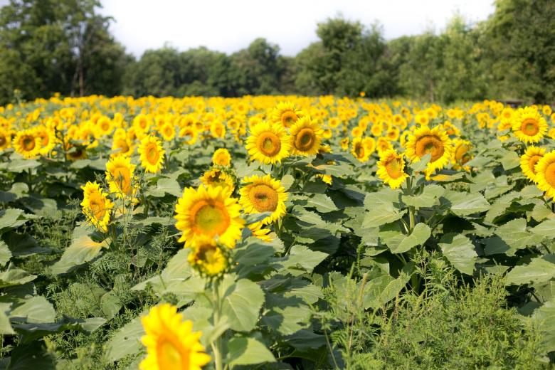 Free stock image of Sunflower Field created by Pixabay