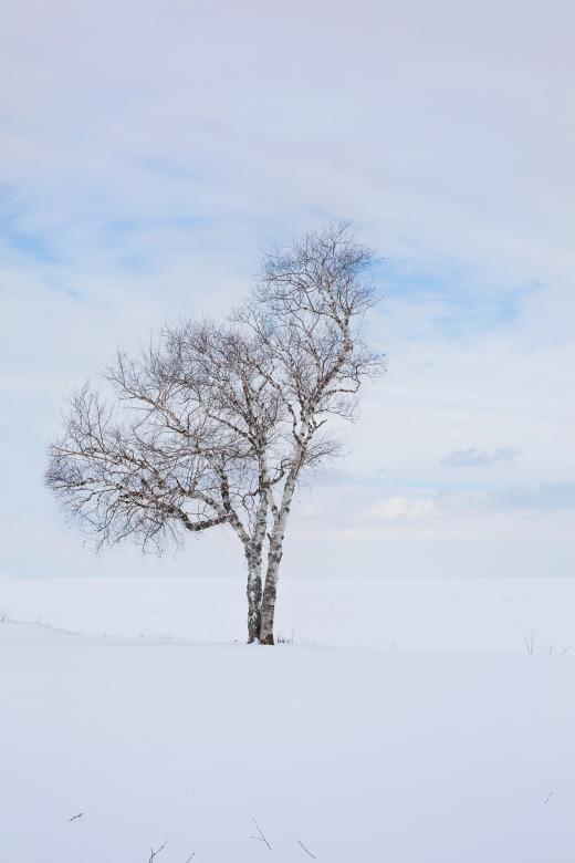 Free stock image of Lonely Tree created by Pixabay