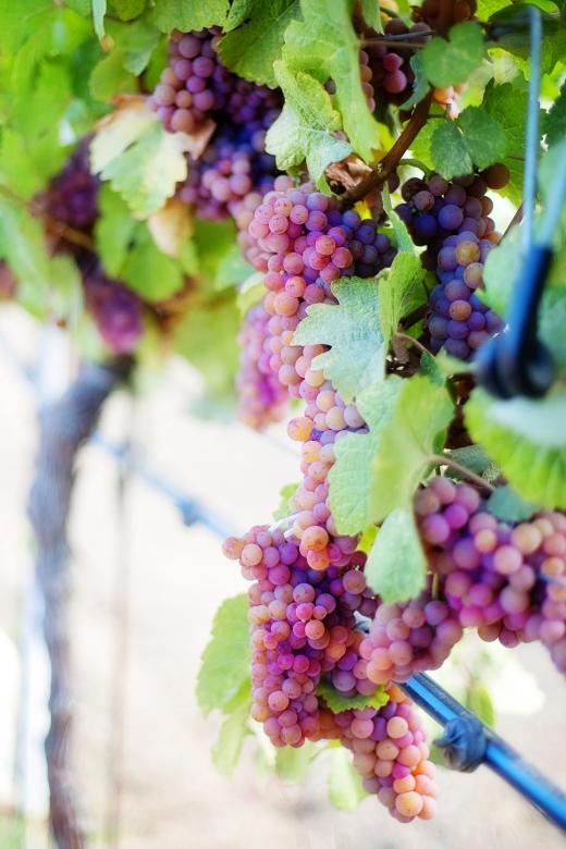Free stock image of Wine Grapes created by Pixabay