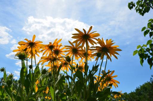Sunflowers in the Sun - Free Stock Photo