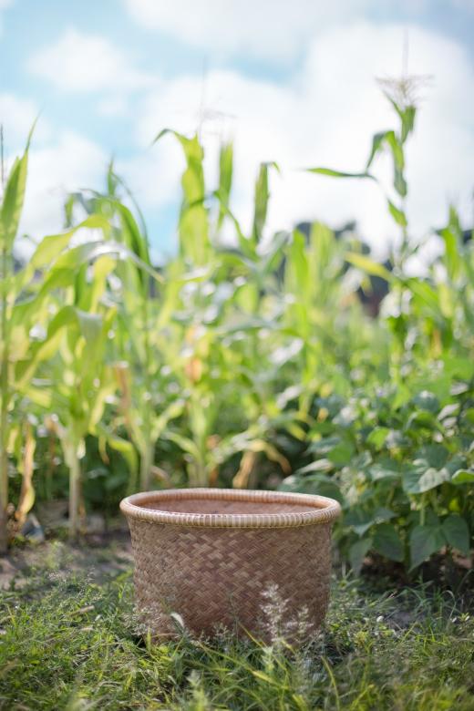 Free stock image of Basket in the Field created by Pixabay