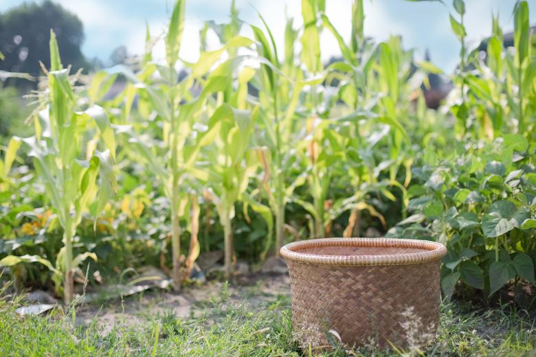 Free stock image of Woven Basket in the Field created by Pixabay