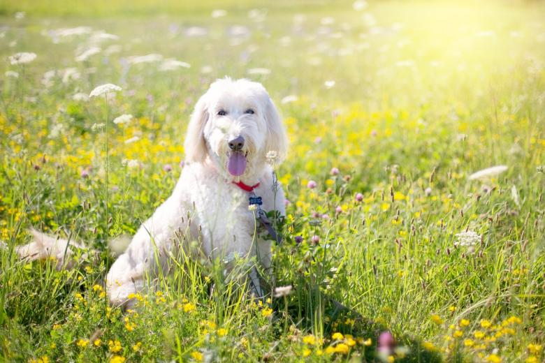 Free stock image of Dog in the Garden created by Pixabay