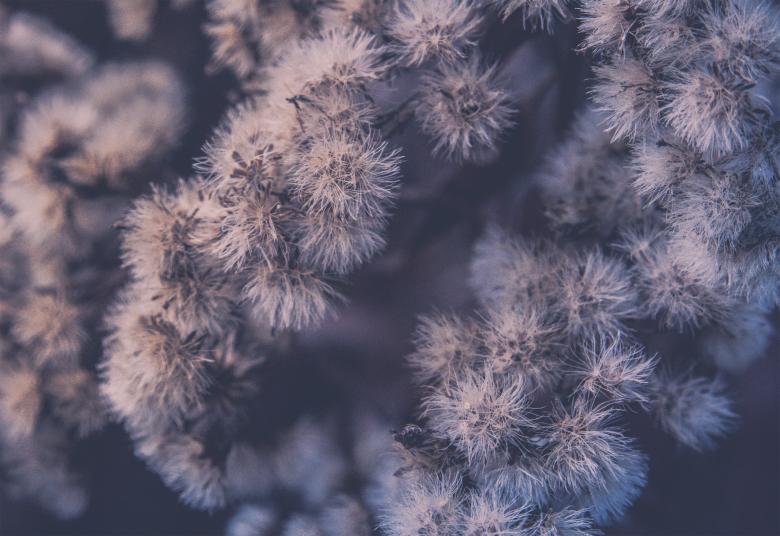 Free stock image of Plant in winter created by Alen