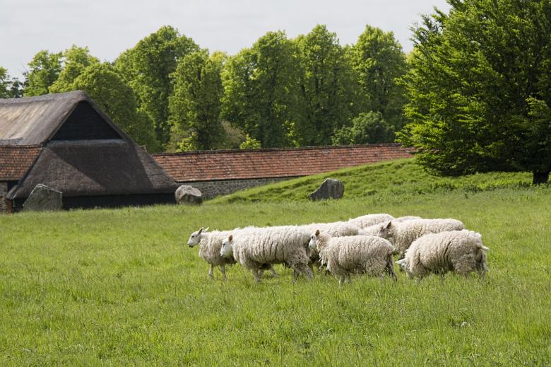 Free stock image of Flock of Sheep created by Geoffrey Whiteway