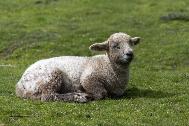 Free stock image of Sheep Lying in the Grass created by Geoffrey Whiteway
