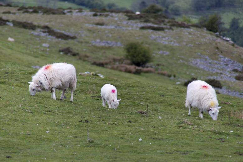 Free stock image of Sheep Grazing created by Geoffrey Whiteway