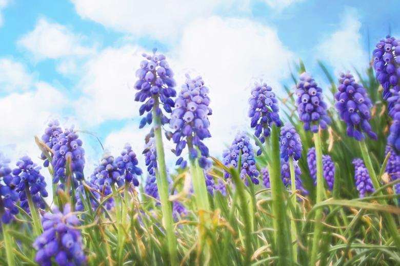 Free stock image of Bluebells in the Garden created by Pixabay