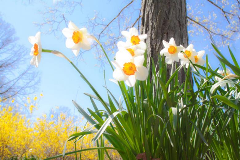 Free stock image of Daffodils Painting created by Pixabay
