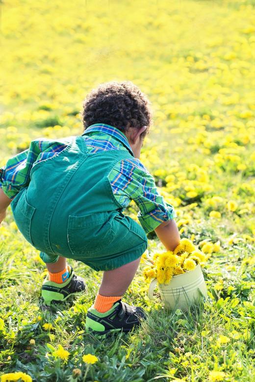 Free stock image of Collecting Dandelions created by Pixabay