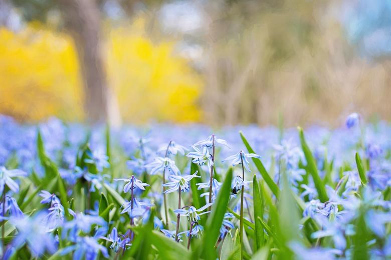 Free stock image of Blooming Flowers created by Pixabay