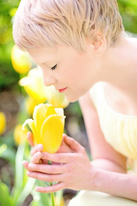Free stock image of Fresh Tulip Garden created by Pixabay