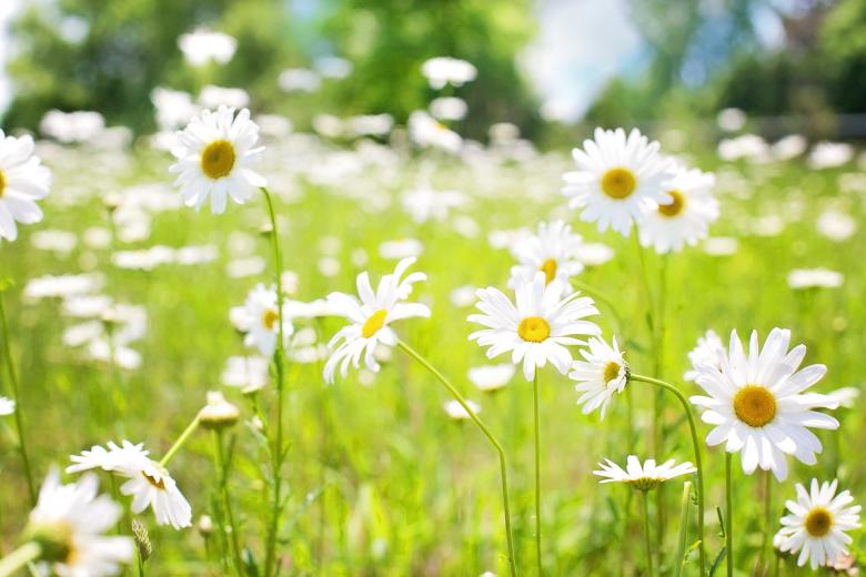 Free stock image of Daisies in the Garden created by Pixabay