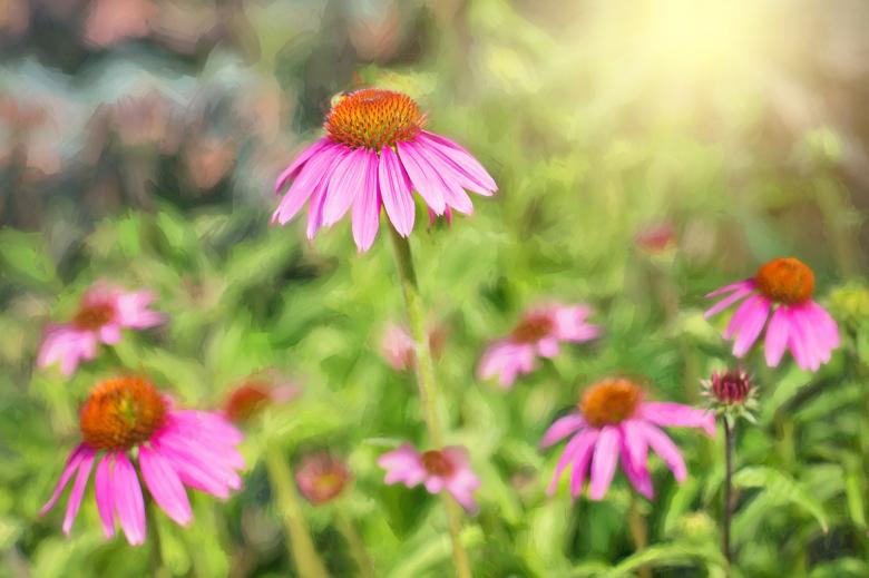 Free stock image of Pink Daisies created by Pixabay