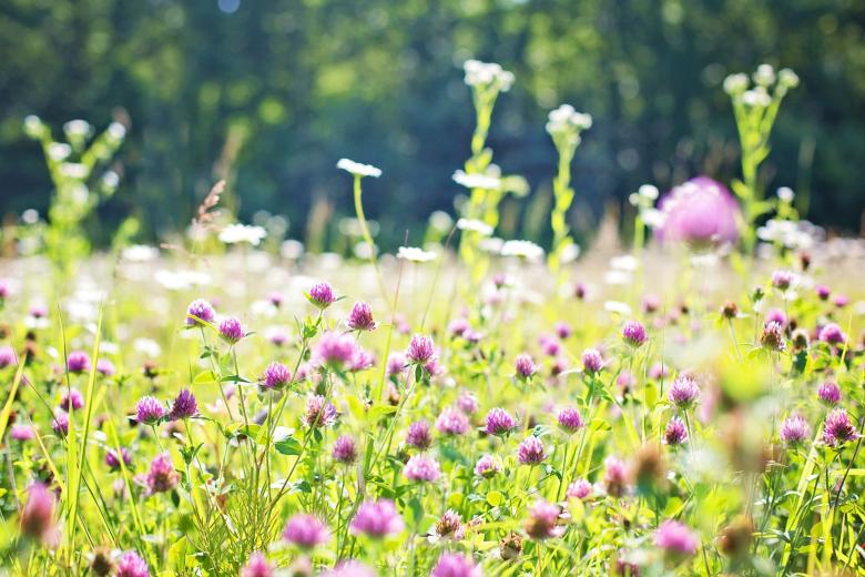 Free stock image of Wild Flower Field created by Pixabay