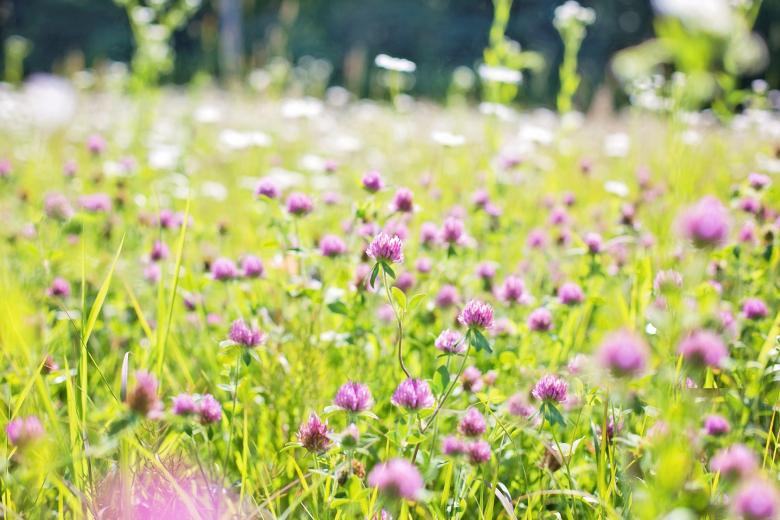 Free stock image of Fresh Flowers created by Pixabay