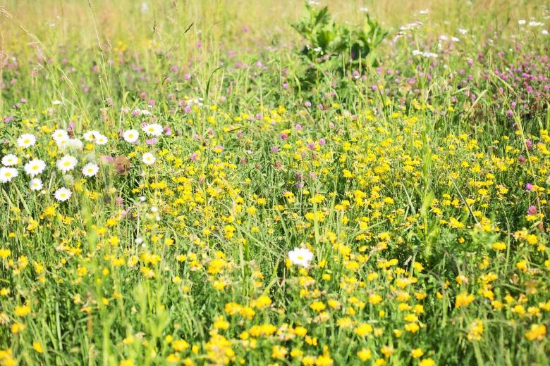 Free stock image of Wild Flowers created by Pixabay