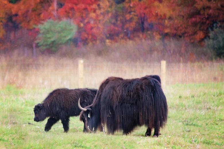 Free stock image of Wild Buffalo created by Pixabay