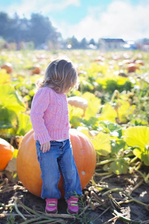 Free stock image of Little Girl with Pumpkin created by Pixabay