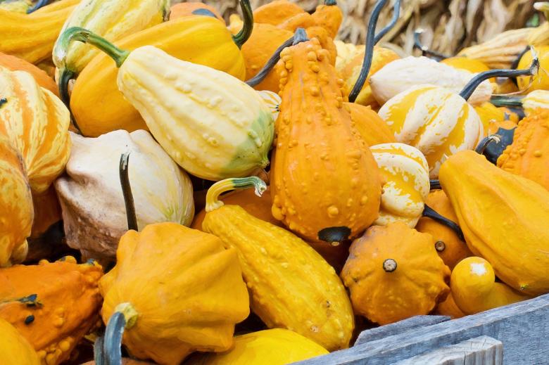 Free stock image of Bunch of Gourds created by Pixabay