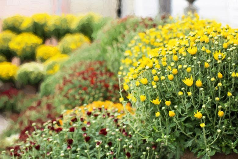 Free stock image of Mum Flowers created by Pixabay