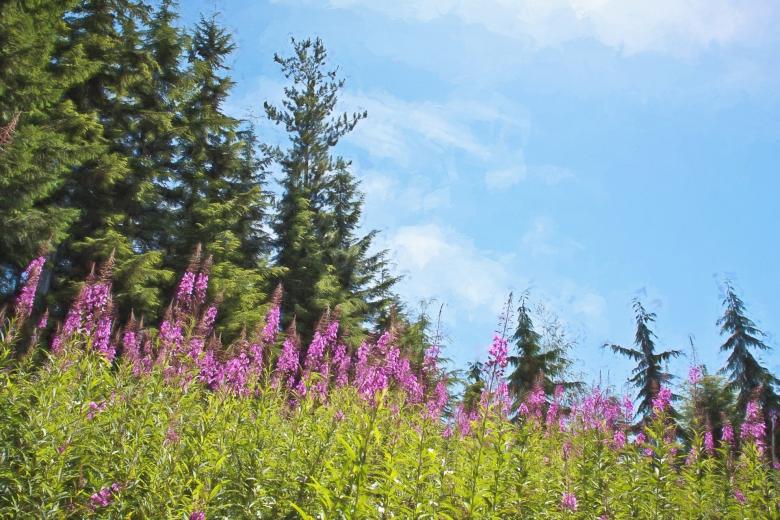 Free stock image of Purple Flowers created by Pixabay