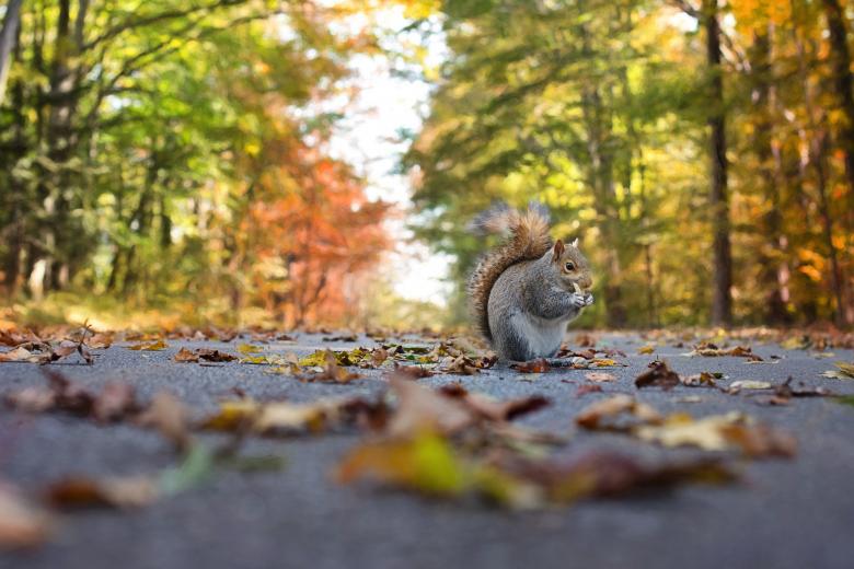 Free stock image of Squirrel on the Road created by Pixabay