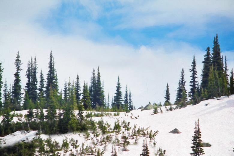 Free stock image of Pine Trees on Frozen Mountain created by Pixabay