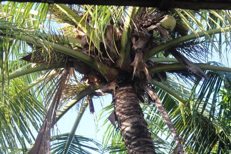 Free stock image of Coconut Tree created by Satrio wijoyo